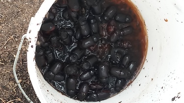 dead_adult_beetles.jpg
